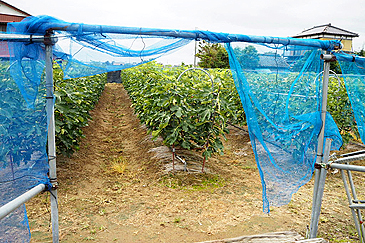 shdn長谷川幸雄③