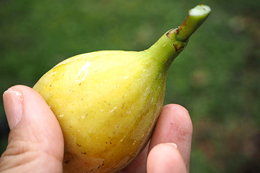 shdn長谷川幸雄②