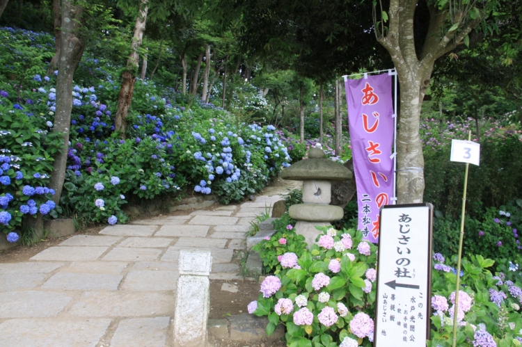 二本松寺「あじさいの社」