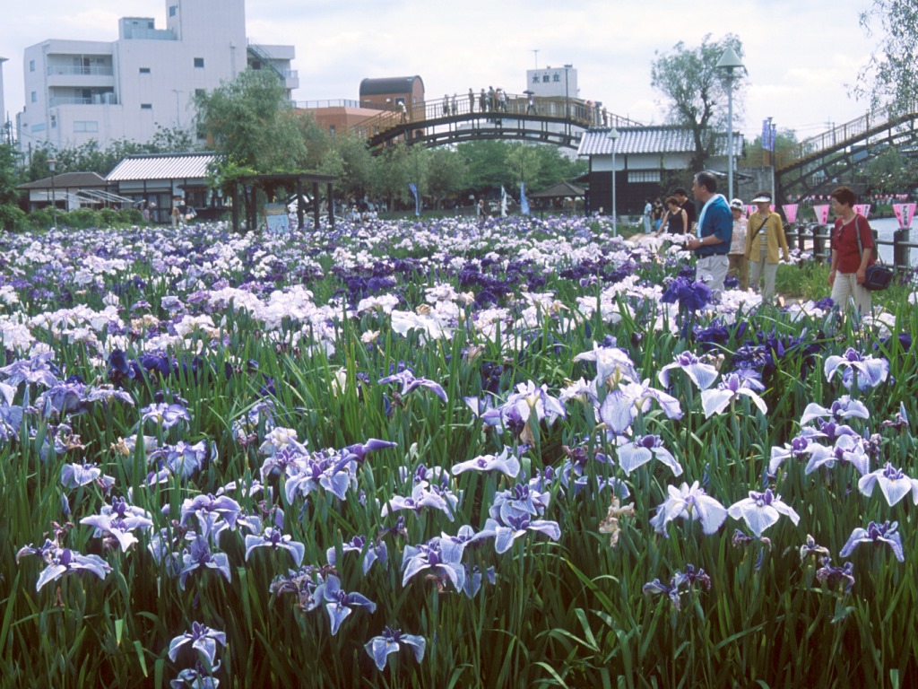 水郷潮来あやめ園